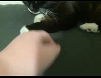 FIlmer touch cat sleep on gray pillow