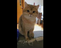 Cute brown round cat sit mellow music