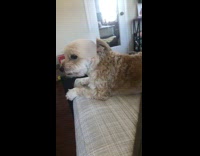 Woman films dog with bald filter and dog attacks camera