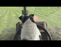 Collab Pets For All - Black and White Dog Drives Tractor In Grass Field 