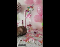 Brown cat pink party hat birthday balloons