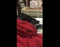 Dog on Bed Licks Itself and Sneezes