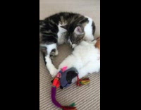 Black and white cat on floor tearing apart toy slaps camera when it gets closer