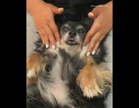 Longhair black brown dog gets massage 
