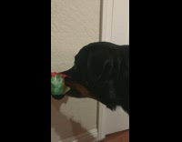 Black dog with toy hiding nervous of cat 