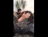 Dog lays on mom lap to play