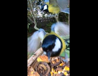 Tit attacks another tit from the back