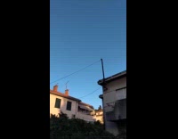 Seagull tries to attack peacock on roof