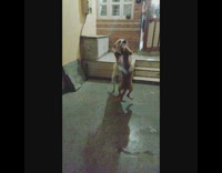 Two dog slam floor John Cena sound