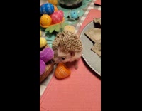 Egg toy shell stuck head of hedgehog
