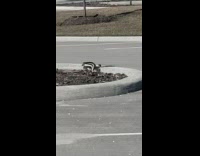 Two small birds mate on parking lot