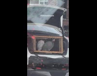 Bird inside cage on car trunk traffic
