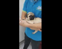 Pug puppy dog gets first vaccine shot 