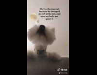 Small white dog waits for facetime call