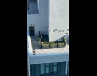 Dog plays at tiny park on rooftop