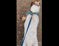 Little brown dog humps big dog leg