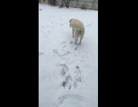 Dog eats snow for the first time