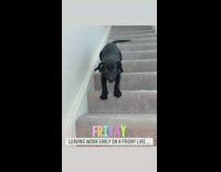 Black labrador puppy dog runs down stairs 