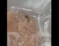 Wasp steals raw meat thawing on counter 