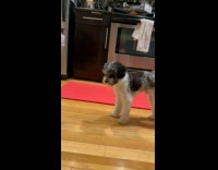 Angry Puppy Fights Trash Bin in Kitchen