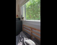 Grey brown kitten cat walks backwards windowsill 