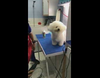 white puffy dog on table getting air blown at it