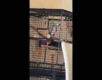 Green parrot bird says the words bing bong 
