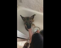 Dog sit on bathtub getting a bath