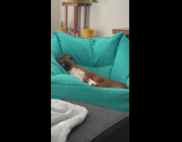Brown dog gets comfortable in blue beanbag chair 