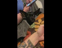 Angry chihuahua glares at cat on lap 