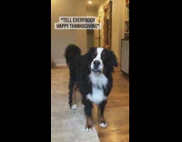 Large black dog barks happy thanksgiving girl 