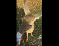 Deer eating out of bag of cheetos