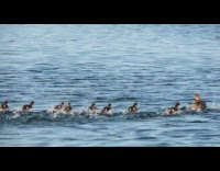 Brown duck and baby ducklings swim lake
