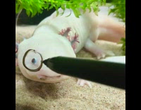 Girl draws senior axolotl glasses mustache 