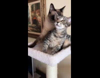 Collab PLC - Cat bites older cats paw