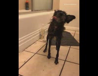 Black scruffy dog with tongue out shakes water off body after a bath
