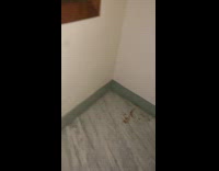 Pizza sauce stains on wall and floor looks like blood