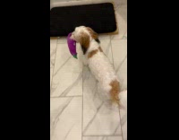 Collab PubityPets - Dog and owner plays hide and seek with eggplant stuff