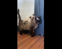 Collab Clips MPUGC - Kitten rides on cats back 