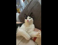 Asleep Cat Wakes Up and Gets Spooked