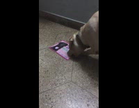 dog plays with pink beware of dog sign