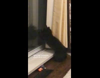 Black kitten cat scratches glass door reflection 