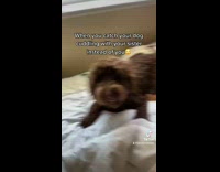 Girl catches dog sleeping with other girl 