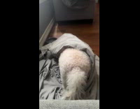 Dog struggles to remove blanket covering head