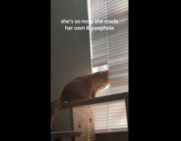 Nosey cat looking out window hole