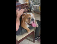 Guy gives bulldog on lap back massage
