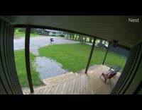 Dog pulls guy holding leash