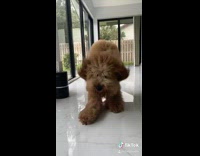 Collab BitchIG2 - Fluffy dog on marble floor runs towards camera slow motion fur shake