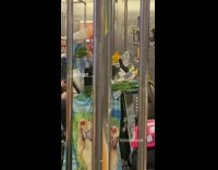 Birds on table in middle of subway 