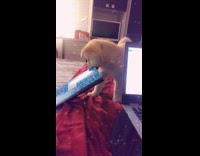 Brown puppy dog bites blue composition notebook 